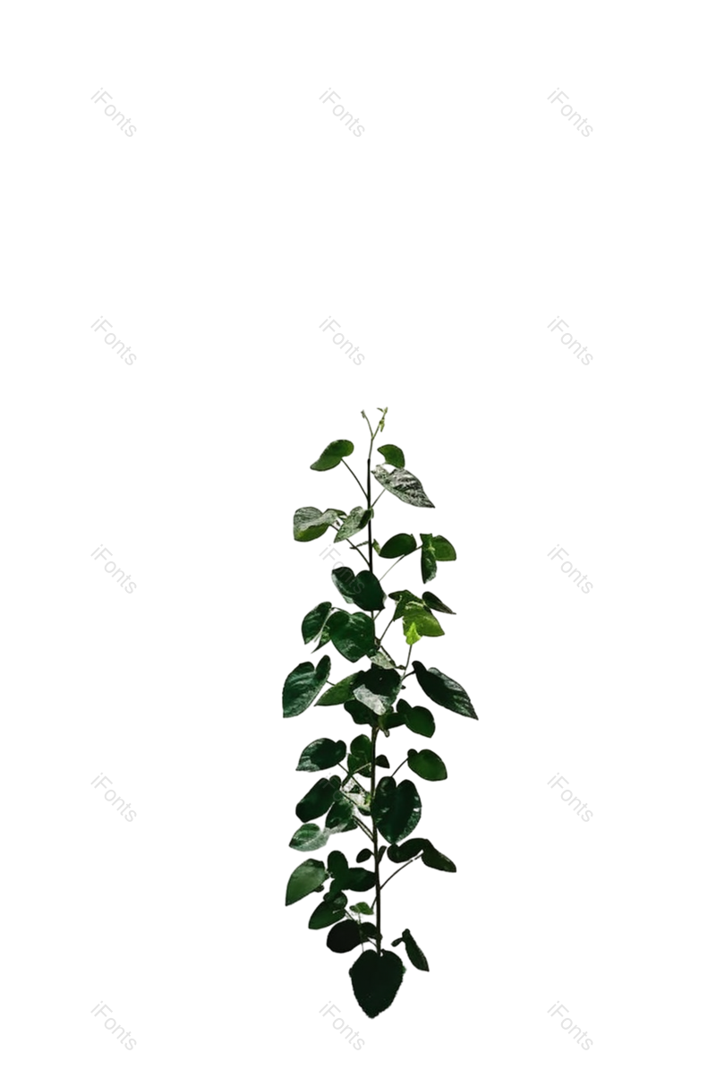 叶子图片,户外元素,摄影PNG,白色免抠素材